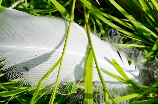 Weiße Vogelfedern Natürlicher Umgebung — Stockfoto
