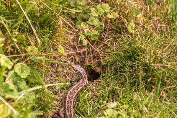 ящерица (Lacerta agilis) в траве