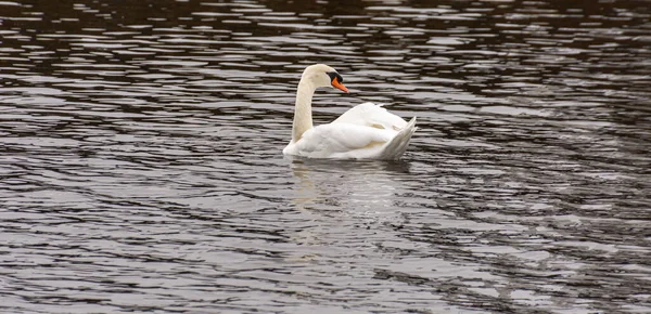 White Swan Swims Water — Stock Photo, Image