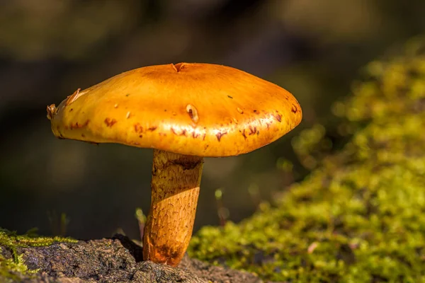 Güneş ışığındaki kütük üzerinde turuncu mantar, bulanık arkaplan