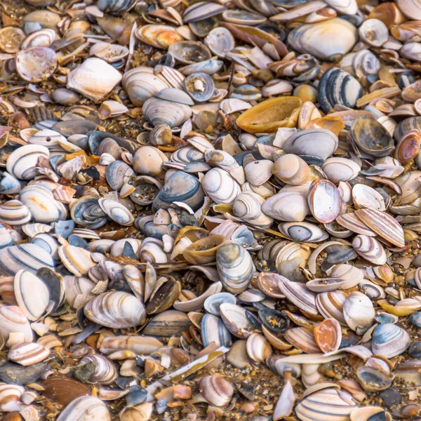 Variedade Conchas Dia Ensolarado Verão Foco Seletivo — Fotografia de Stock