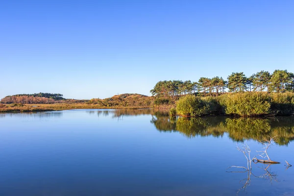 Σκέψεις Για Μια Λίμνη Στην Ολλανδική Εθνικό Πάρκο Zuid Kennemeland Εικόνα Αρχείου
