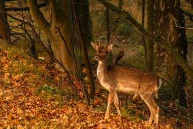 Hollanda ulusal parkında genç bir geyik, Amsterdamse Waterleidingduinen Sonbaharda Amsterdam yakınlarında