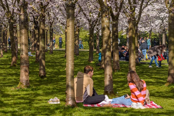 荷兰阿姆斯特丹 2022年3月25日 人们在盛开着盛开的日本樱桃树的花园里享受时光 带着野餐 — 图库照片