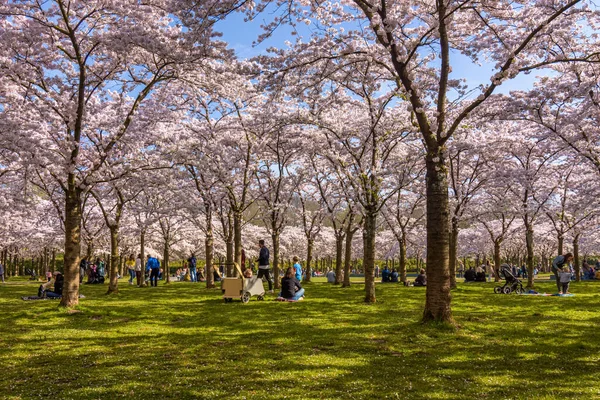 Amsterdam, Hollanda - 25 Mart 2022: İnsanlar çiçek açan Japon kiraz ağaçlarıyla dolu bahçede eğleniyorlar. Japon kiraz çiçeği parkında bahar mevsimi