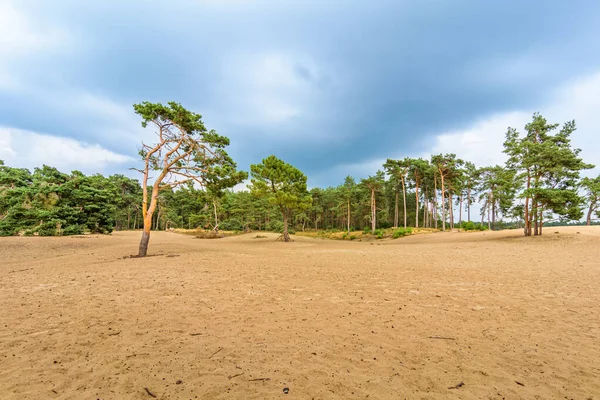 Hollanda 'daki Ommen yakınlarındaki Sahra Ulusal Parkı. Çam ağaçlarıyla dolu bir kum tepesi.