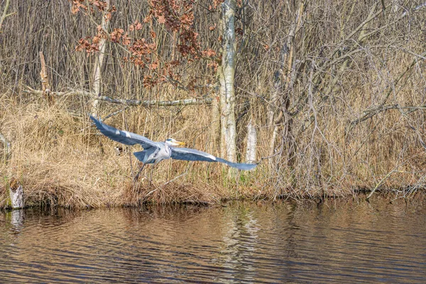 Gém Ardea Cinerea Felett Repülve — Stock Fotó