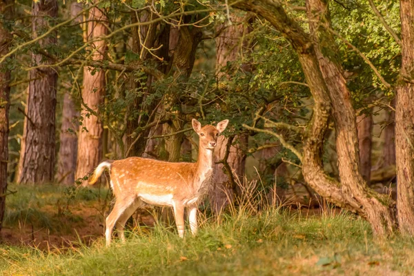 Young Deer Looking Camera Sunny Autumn Day Forest — 스톡 사진