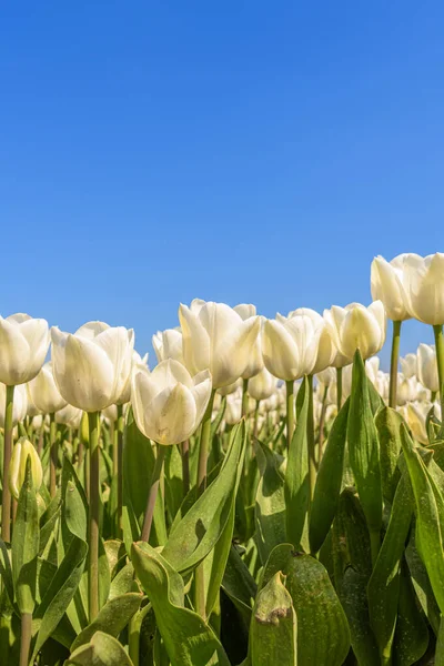 Açık mavi gökyüzüne karşı tarlada güzel beyaz laleler