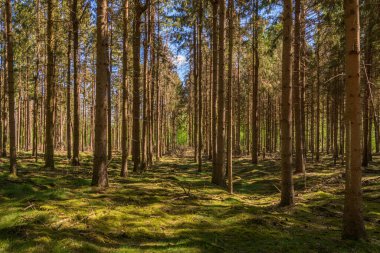 Hollanda 'daki güzel doğa yeşil ormanı