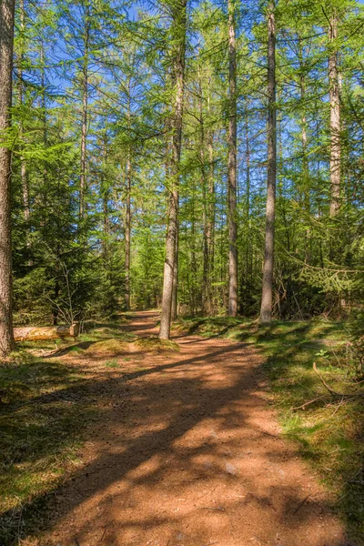Kuzey Drenthe 'deki Hollanda ormanı. Güneşli bir günde ormanda güzel bir patika