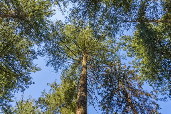 Bäume Wald Blick Auf Die Höhe Der Bäume — Stockfoto