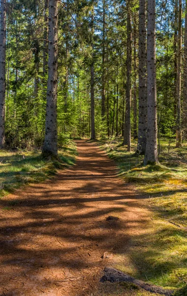 北ドレンテ州のオランダの森 晴れた日の森の中の美しい道 — ストック写真