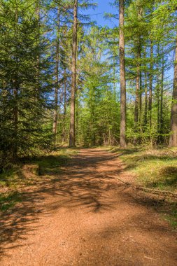 Beautiful path in the forest on a sunny day. Dutch forest in the North state Drenthe