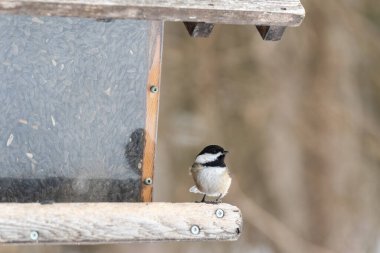 Saint-Joachim (Quebec, Kanada) Beaupre kıyısındaki Cap-Tourmente Ulusal Vahşi Yaşam Bölgesi 'nde kışın bir besleyicide siyah başlıklı piliç.).
