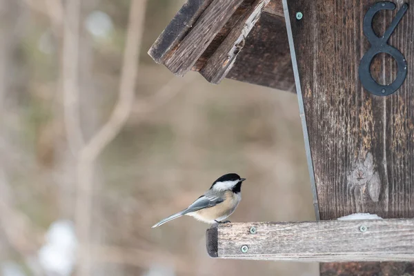 Mésange Capuchon Noir Dans Une Mangeoire Hiver Dans Réserve Nationale — Photo