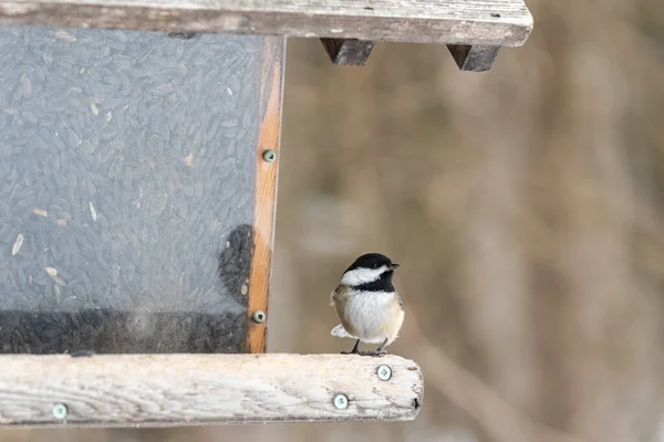 Mésange Capuchon Noir Dans Une Mangeoire Hiver Dans Réserve Nationale — Photo