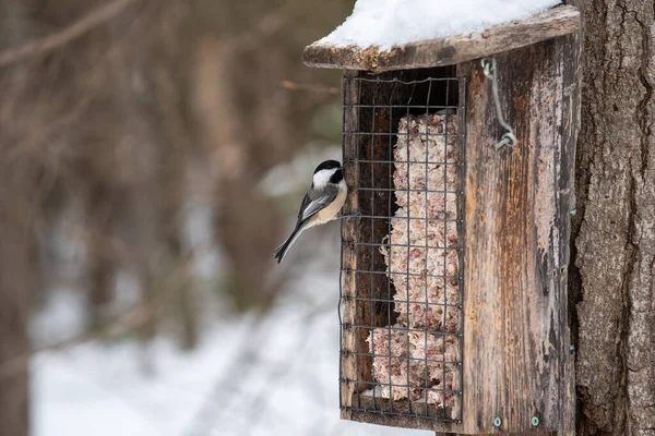 Mésange Capuchon Noir Dans Une Mangeoire Hiver Dans Réserve Nationale — Photo