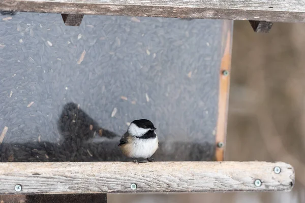 Saint-Joachim (Quebec, Kanada) Beaupre kıyısındaki Cap-Tourmente Ulusal Vahşi Yaşam Bölgesi 'nde kışın bir besleyicide siyah başlıklı piliç.).