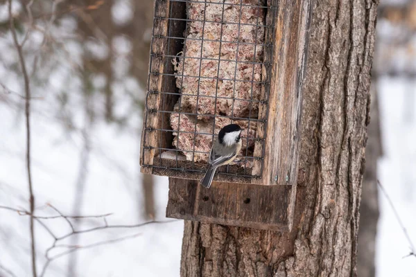 Mésange Capuchon Noir Dans Une Mangeoire Hiver Dans Réserve Nationale — Photo