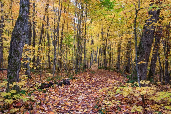 Sonbaharda, SEPAQ 'un (Quebec, Kanada) Mont-Tremblant Ulusal Parkı' nda yürüyüş yolu).