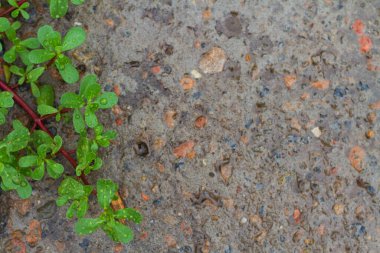 Beton zeminde yağmur damlaları olan yeşil dal