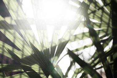 Yaz güneşinin ışınları yeşil palmiye yapraklarının arasında parlıyor.
