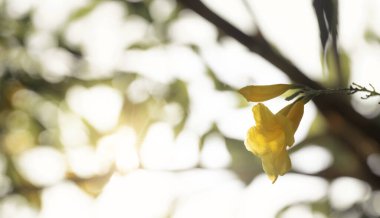 Altın trompet sarmaşığının ya da Allamanda katarkasının doğadaki yumuşak odağı