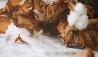 Beyaz pamuklu kumaş üzerinde narin pamuk çiçekleri. Organik pamuk giysi fikri..