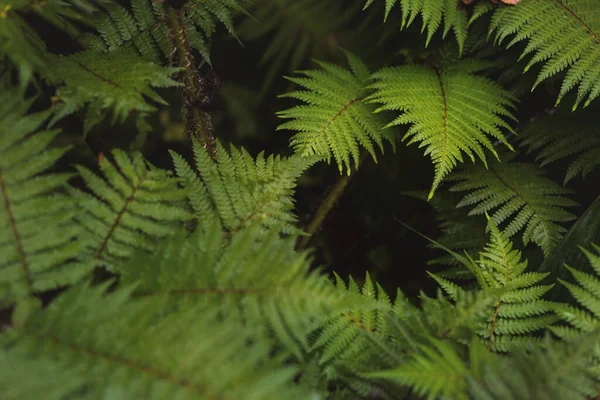 Красиве Зелене Листя Папороті Природі Макрозйомка Фону Дощового Лісу — стокове фото