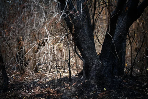 Verbrannte Bäume Wald Nach Waldbrand Mit Staub Und Asche — Stockfoto