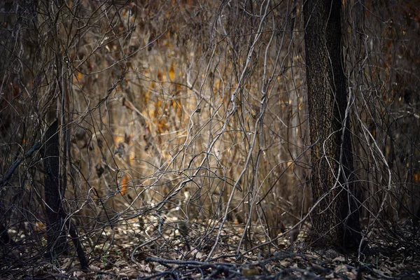 Árboles Quemados Bosque Después Incendios Forestales Con Polvo Cenizas — Foto de Stock