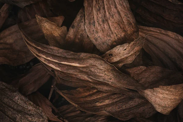 Torra Blad Mörk Natur Lågmäld — Stockfoto