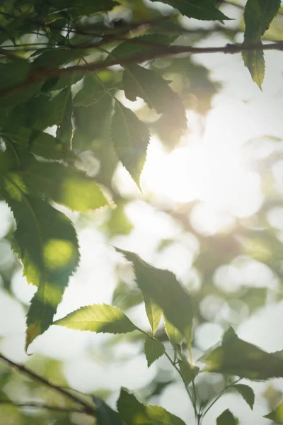 Lumière Soleil Venant Travers Branche Arbre Vert Matin — Photo