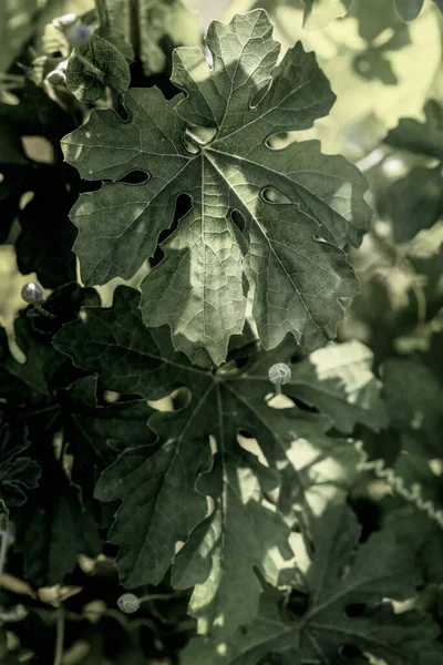 Зелене Листя Фону — стокове фото