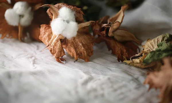 Delicate Cotton Flowers White Cotton Cloth Background Organic Cotton Clothing — ストック写真