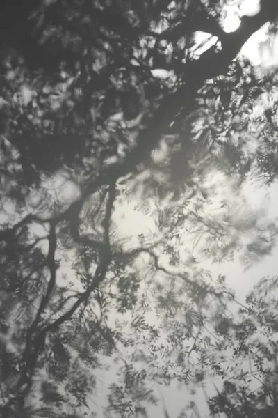 木は滑らかな波打つ水の上にぼやけた影を投げます — ストック写真