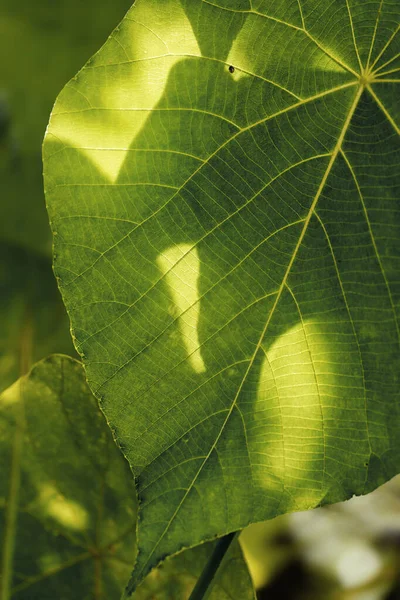 Krásné Čerstvé Zelené Listy Přírodě Makro Fotografie — Stock fotografie
