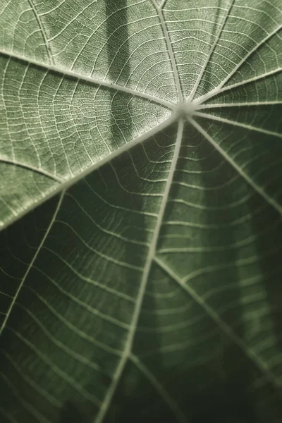 Όμορφο Φρέσκο Πράσινο Φύλλο Στη Φύση Macro Φωτογραφία — Φωτογραφία Αρχείου