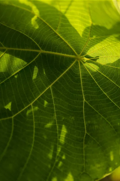 Bela Folha Verde Fresco Natureza Macro Fotografia — Fotografia de Stock
