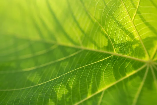 Krásné Čerstvé Zelené Listy Přírodě Makro Fotografie — Stock fotografie