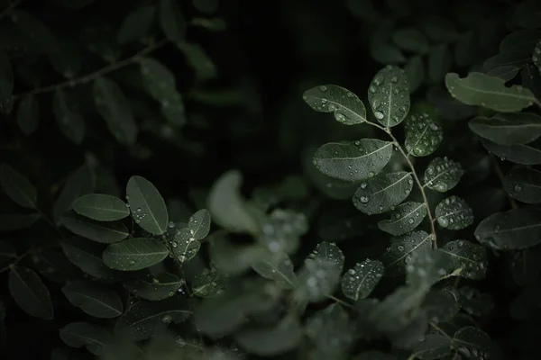 Зелене Листя Тропіка Темному Фоні Низька Ключова Макрофотографія Надмалою Глибиною — стокове фото