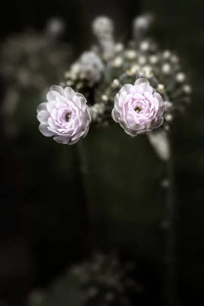 Цветок Кактуса Низкий Ключ Макрофотография Сверхнизкой Глубиной Поля — стоковое фото