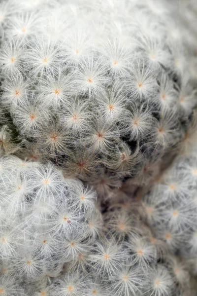 Zielony Kaktus Ostrymi Cierniami Ogrodzie Letni Pustynny Soczysty Kaktus — Zdjęcie stockowe