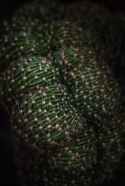Ciemnozielone Kaktusy Ostrymi Cierniami Makro Fotografii Niskim Kluczem Smodern Stylu — Zdjęcie stockowe