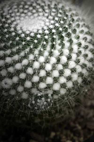 Cactus Verde Scuro Con Spine Affilate Macro Fotografia Con Bassa — Foto Stock