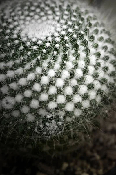 Cacto Verde Escuro Com Espinhos Afiados Fotografia Macro Com Baixo — Fotografia de Stock