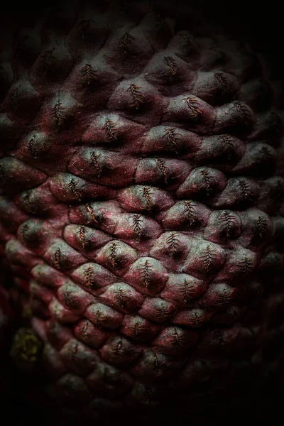 Dunkelroter Kaktus Mit Scharfen Dornen Makro Fotografie Mit Leisem Smoderstil — Stockfoto