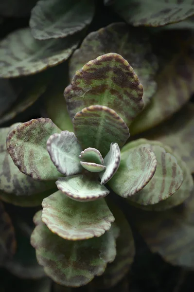 Sukkulente Pflanzen Makrofotografie Mit Sanften Pastelltönen — Stockfoto