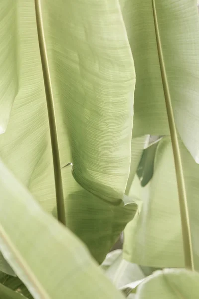 Folhas Banana Verde Natureza Planta Exótica Tropical Tonificada Cores — Fotografia de Stock